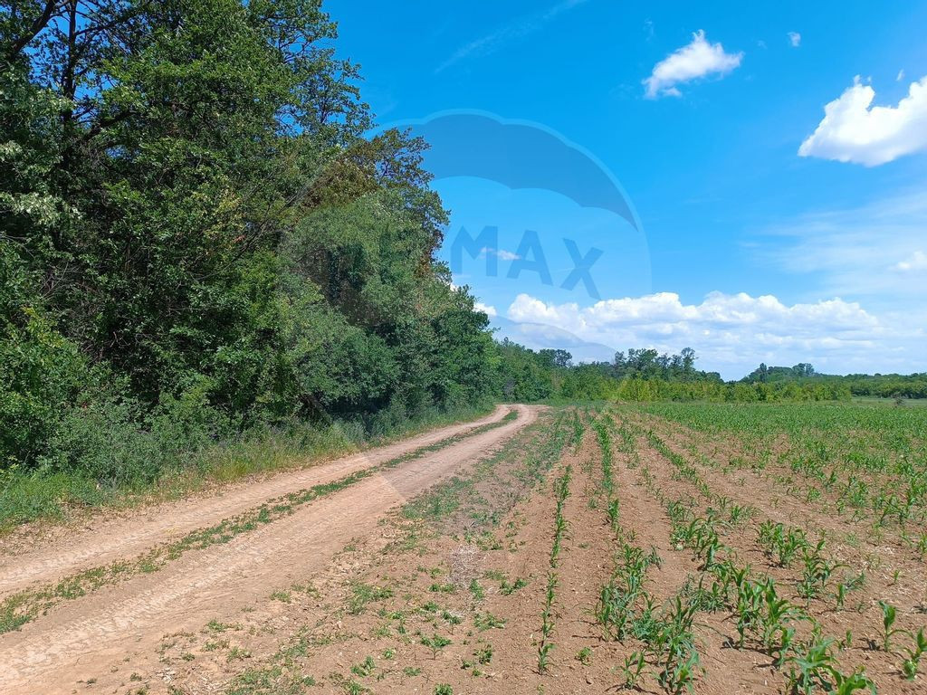 VANZARE teren intravilan agricol 5200 mp la padure Peris