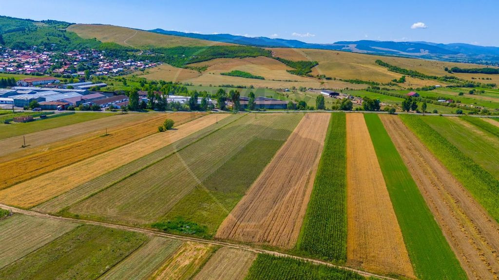 Teren/ Plantatie cu Trandafiri de Damasc 7,000mp Teliu - ...