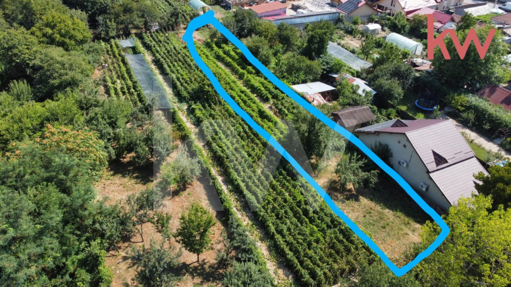 Vatra de casă și plantație de viță de vie